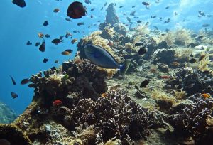 Dives sites Amed Bali