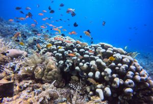 Reefs coral Amed Bali