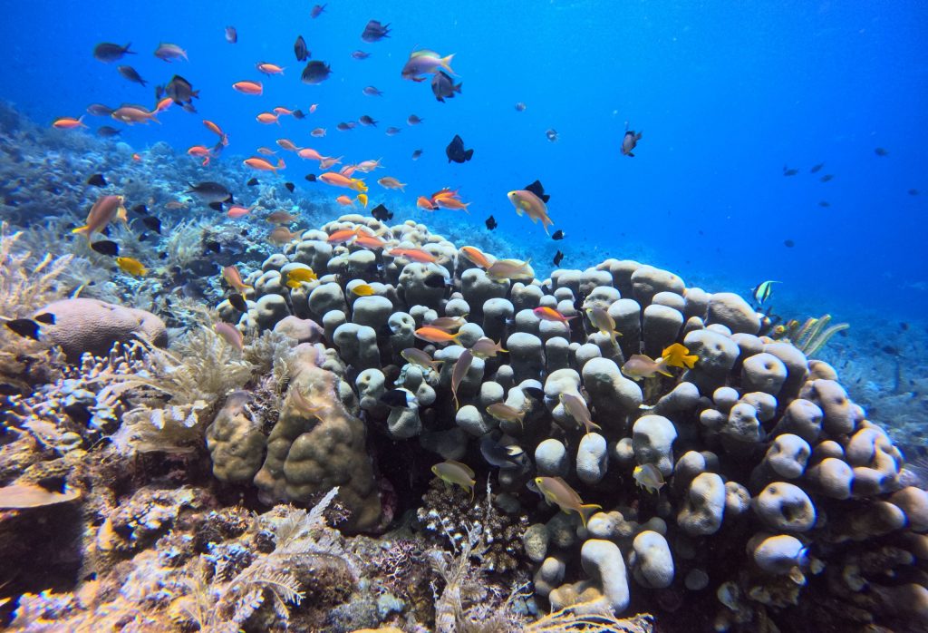 Récifs coralien de Bali