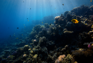 Refresh diving in Bali