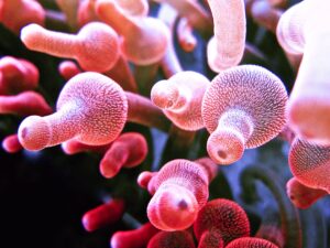 Psychédélique anémone