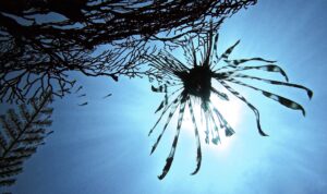 rascasse contre jour